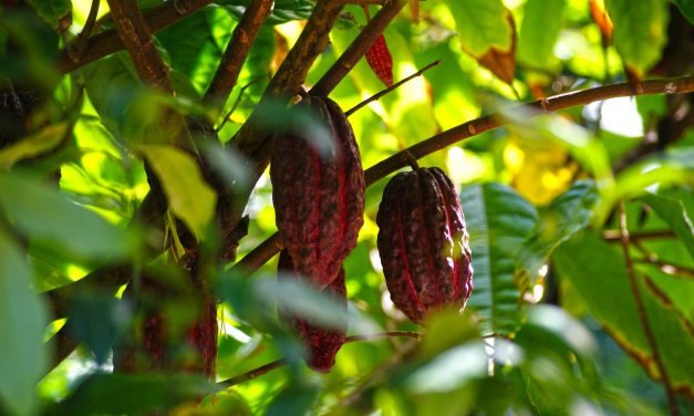 Du cacao au chocolat : petite balade dans son histoire